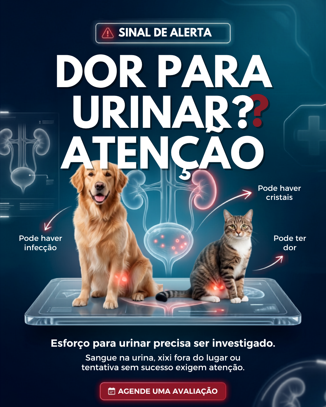 Arte de feed veterinária 2